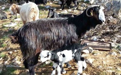 Keçiyi meraya, çobanı yaylaya döndürecek 13 öneri
