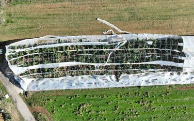 Antalya’da hortumun seralara verdiği zararın boyutu gün yüzüne çıktı
