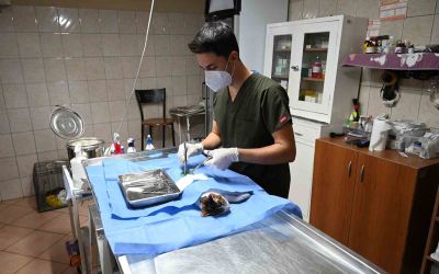 Kemer’de 227 sokak hayvanı kısırlaştırıldı
