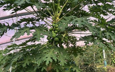 Alanya 40 bine yakın tropikal meyve üreticisiyle iç piyasa ihtiyacını karşılıyor
