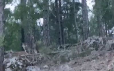 Alanya’da yerleşim alanına yakın bölgede kurt görüntülendi
