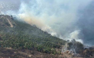Antalya’da muz bahçesinde yangın
