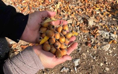 Toros Dağları’nda  gizemli hayırseverin 30 yıl önce aşıladığı meyveler bölge halkına gelir oldu
