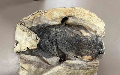 İzinsiz kullanılan Balon balığı projesi mahkemelik oldu
