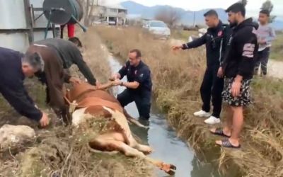 Su kanalına düşen inek itfaiyenin 1 saatlik çalışmasıyla kurtarıldı
