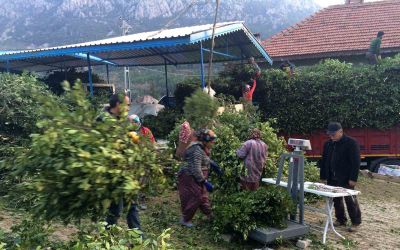 Kilogramı 25 liradan satılan defne yaprağı bir köyün geçim kanağı oldu
