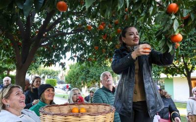 Antalya’nın turunçları Korkuteli’nden sofralara uzanıyor
