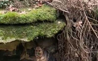 Dereye düşen köpek duyarlı vatandaş sayesinde kurtarıldı
