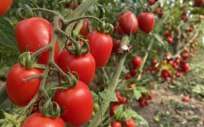 Antalya Ticaret Borsası, aralık ayı hal endeksini açıkladı: 