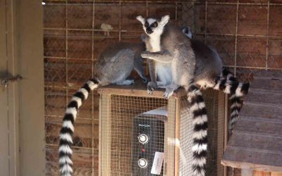 Antalya’da soğuğa hassas olan hayvanlara sıcak önlemler
