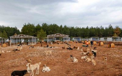 Büyükşehir sokak köpekleri için doğal yaşam alanı kapasitesini arttırdı
