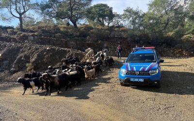 Antalya’da kaybolan 55 küçükbaş hayvan jandarma ekiplerince bulundu
