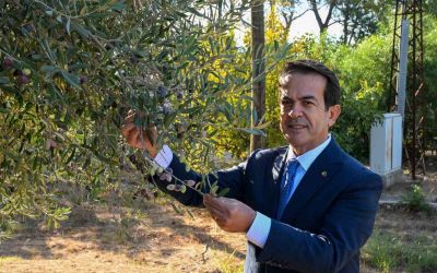 Zeytinyağı kalite yarışması için son gün 15 Ocak
