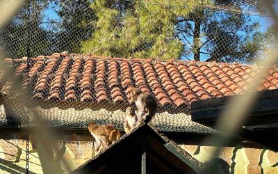Terminalde koli içinde yakalanan yavru maymunun ’Fıstık’ gibi hayatı oldu
