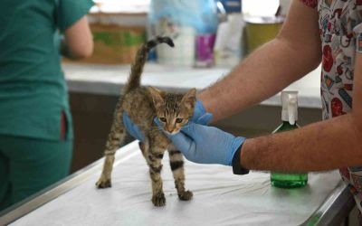 Kepez’in şefkat eli 2025’te binlerce can dosta uzandı
