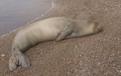 Yunanistan’dan kaçıp Antalya’da sahilde hareketsiz bulunan Akdeniz Foku denize salındı
