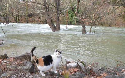 Toroslar’da yağış bereketi kuruyan Üzümdere Irmağını yeniden canlandırdı, şelaleler coştu
