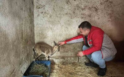 Bitkin halde bulunan yaban keçisi tedavi altına alındı
