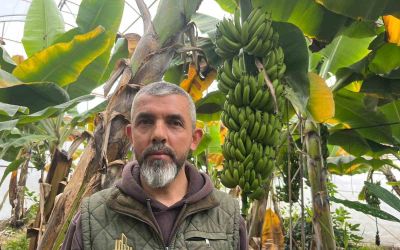 Alanya, Türkiye’nin muz ihtiyacının yüzde 40’ını karşılıyor
