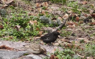 Serçe sürüsünün arasında gördüler, ismini ’Kömür’ koydular
