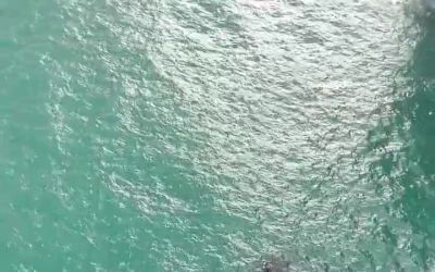 Falezlerde mahsur kalan kediyi film gibi operasyonla kurtardılar
