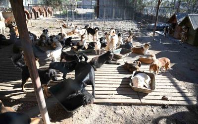 Kemer’de ocak ayında 231 can dostu kısırlaştırıldı
