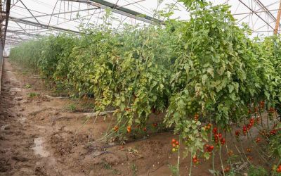 Aksu’da sağanak, sel, hortum ve doludan 23 mahalle, 500 çiftçi zarar gördü
