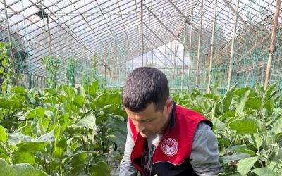 Manavgat’ta seralarda hasat öncesi pestisit denetimi
