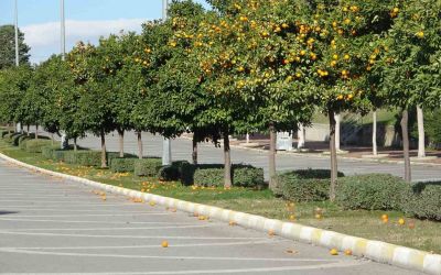 Manavgat’ta fırtına ve yağmur turunçları yollara döktü
