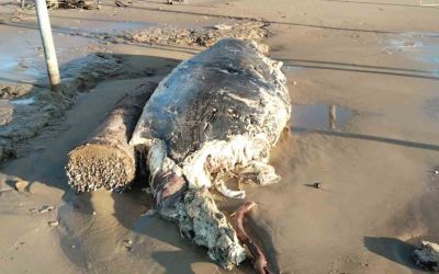 Manavgat’ta sahile ölü yunus vurdu
