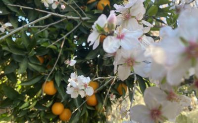 Aksu’da badem ağaçları şubat ortasında çiçek açtı
