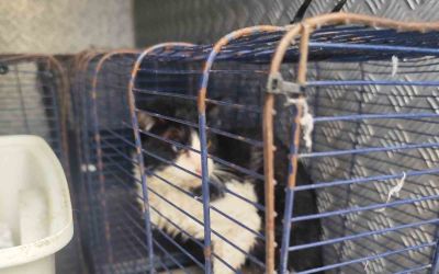 Derede mahsur kalan kedi kurtarıldı
