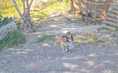 Antalya’da sahipsiz köpeğin saldırısına uğrayan 7 yaşındaki çocuk hastanelik oldu
