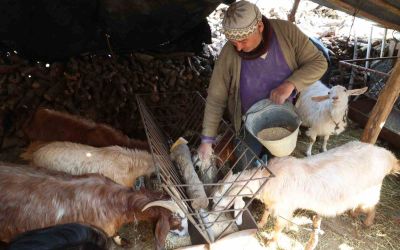 Korkuteli’nde yem ezme ve kırma makinesi üreticiye kolaylık sağlıyor
