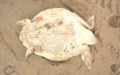 Antalya’da ölü caretta caretta kıyıya vurdu
