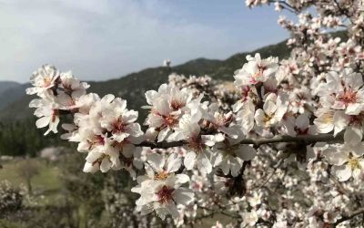 Antalya’da badem ağaçları çiçek açtı, doğada renk cümbüşü yaşanıyor
