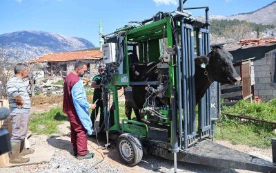 Gündoğmuşlu üreticilerin büyükbaş hayvanlarına tırnak bakım desteği
