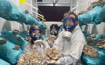 Hobi olarak başladığı mantar yetiştiriciliğinde günde 1 tona yakın hasat elde ediyor
