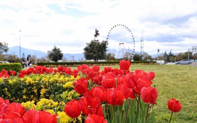 Baharın müjdecisi laleler Antalya sokaklarını renklendirdi
