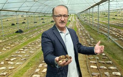 Antalyalı ziraat mühendisi serada kuzugöbeği mantarı üretimine başladı
