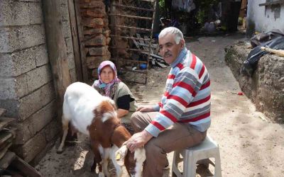 Keçileriyle ömür geçirdiler, şikayetle yıkıldılar: 