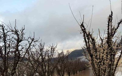 Elmalı’da dereler taştı, tarım alanları sular altında kaldı
