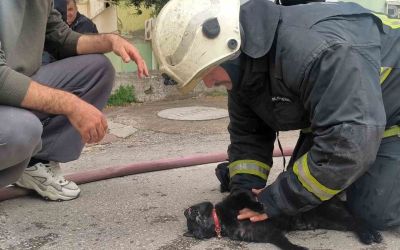 İtfaiye eri yangında dumandan etkilenen kediyi kalp masajı ile hayata döndürdü
