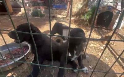 Dövüş köpeği üretip yavruların kulaklarını kesen işletmeye 323 bin TL ceza
