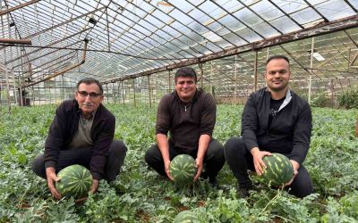 Antalya’da  kış karpuzu hasadı için geri sayım başladı
