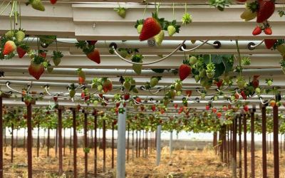 Almanya’da eğitim aldı, Türkiye’de 