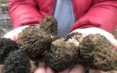 Bin 800 rakımlı dağlardan toplanıp kilosu bin 500 liradan satılıyor
