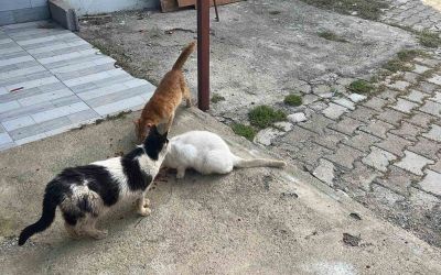 Kötü şartlarda evde tutulan hayvanlar, gençlerin tepkisi sonrası kurtarıldı
