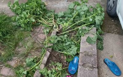 Antalya’da küçük çocuk ikinci kattan düştü, olayı kırıklarla atlattı
