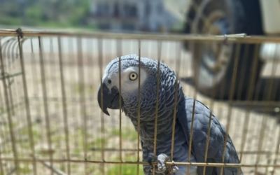 Antalya’da belgesiz papağan bulunduran işletme sahibine 15 bin TL ceza
